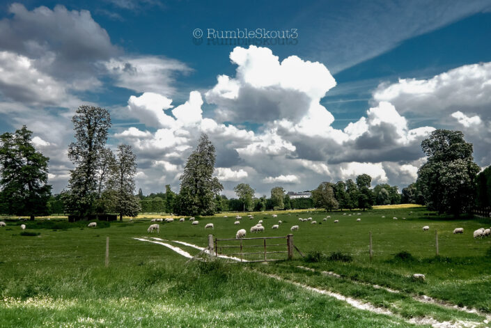 A Lazy Sunday Afternoon in the Versailles Gardens as a herd of sheep eat wild french grass with cumulus thunderclouds in the distance, at the Château de Versailles.
