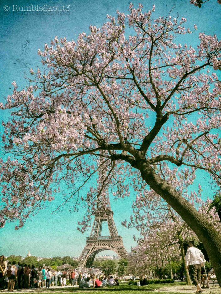 In the Jardins du Trocadéro with a Cherry blossom tree leaning over, a (Golden) senior walks by with the (Eiffel Tower) in the distance in the 16th arrondissement of Paris. Aqua Paris in May III Golden Years