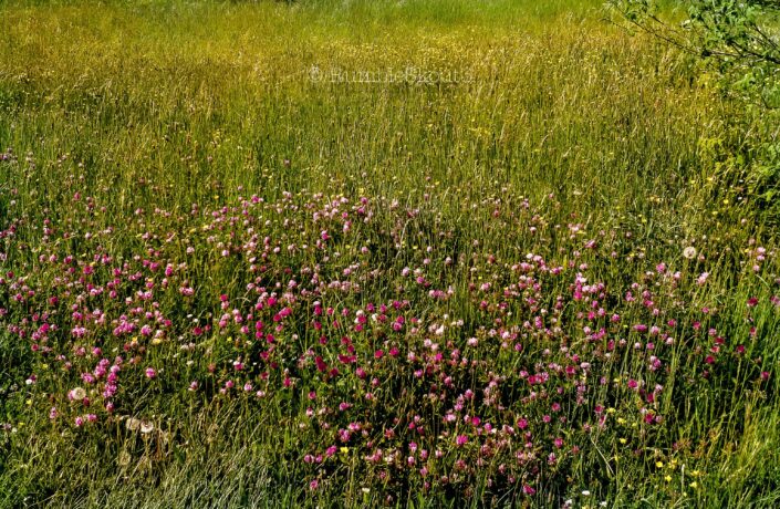 The bloom of the Wild French Flowers beaming in the gardens of The Queen's Trianon at Château de Versailles. Flores Rusticas