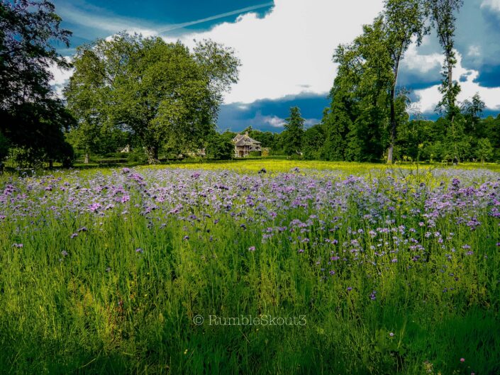 The wild lavender field french flowers of the Queen's Trianon Gardens, Château de Versailles with the Queen’s Hamlet in the distance. Marie-Antoinette's Purple Haze
