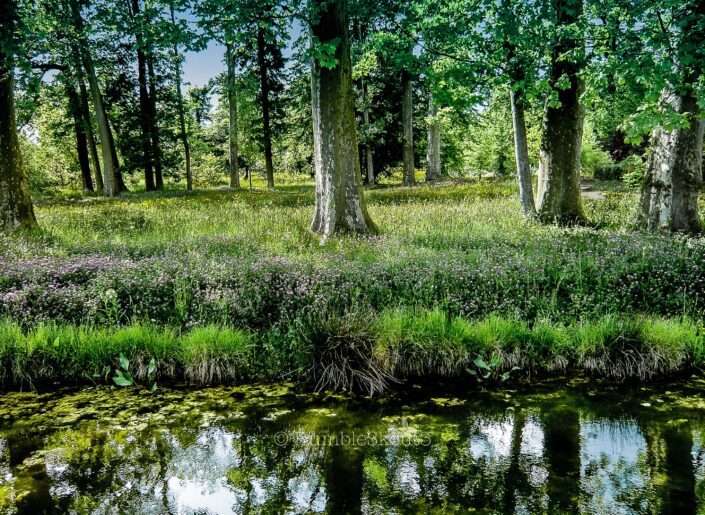 Marie-Antoinette's Rustic Manicure of (wild french flowers), riverbeds and ponds elevate the normal into a fantastic Queen's Trianon Garden at the Château de Versailles. Wild French Flowers, riverbeds and ponds elevate the Queen's Trianon Garden at the Château de Versailles into another fantasy.