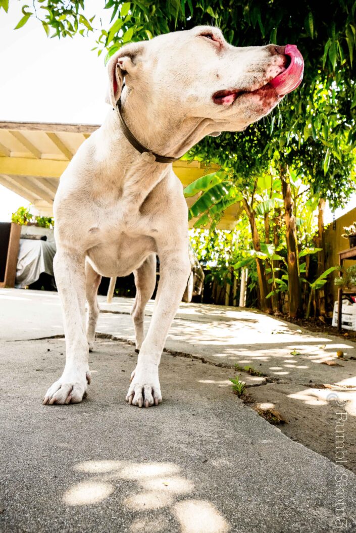 "Licking his chops", our Heroic white pitbull, Marshmallow, enjoys a summer shade at an East Los Angeles backyard.