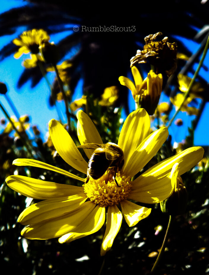"Who Run the world?" An all female bee squad, empowered to pollinate all the flowers at Palisades Park, Santa Monica, California. Flower Bed