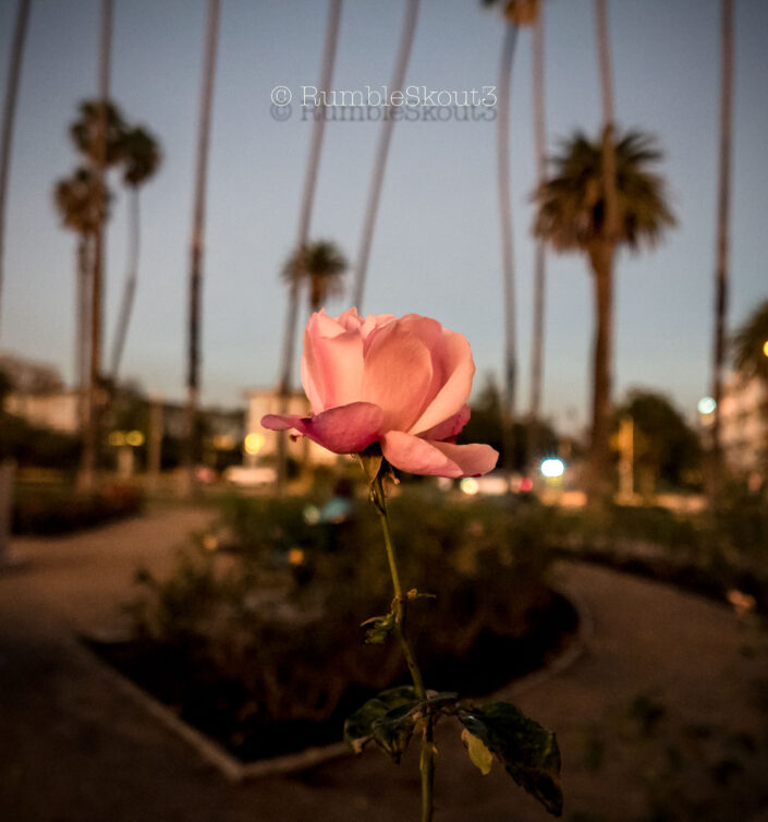 One Pink Winter Rose in bed at Palisades Park in Santa Monica, California.