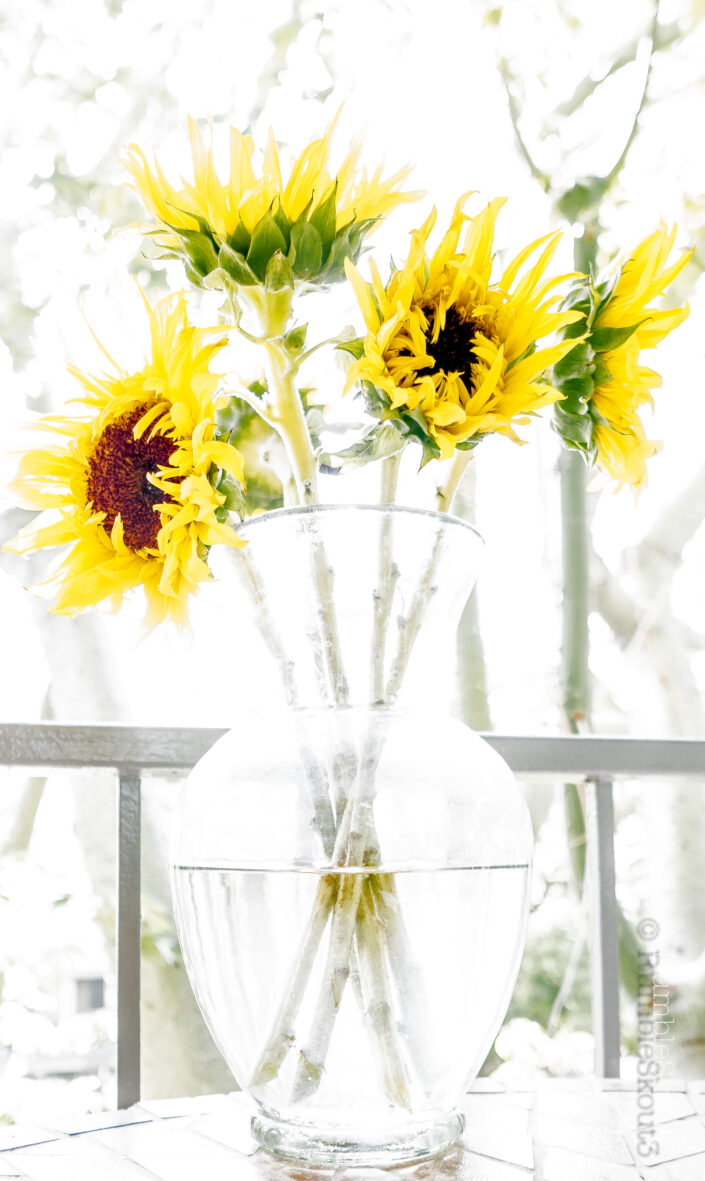 Experimenting with Leica digital sensor exposure, an homage to Vincent van Gogh "Sunflowers" is created on Flores St in West Hollywood. Platinum van Gogh Sunflowers