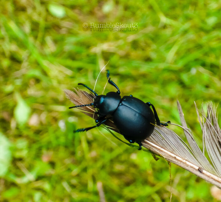 The Black Jewel of the insect world, a (black scarab beetle) Les Eyzies-de-Tayac-Sireuil (Dordogne Valley) South of France (Le Midi). Bijoux Scarabée