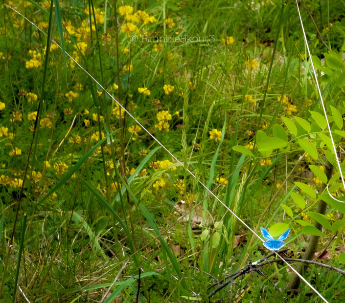 A well balanced Adonis blue butterfly on a delicate stick in the Dordogne Valley at Les Eyzies-de-Tayac-Sireuil, South of France, Le Midi. Mariposa Azul Équilibre
