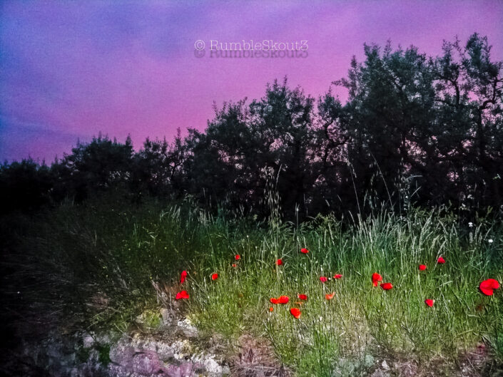 Popping and piping Hot, red poppies at Saint-Rémy-de-Provence, Provence-Alpes-Côte d'Azur, South of France, Le Midi. Rouge Hots