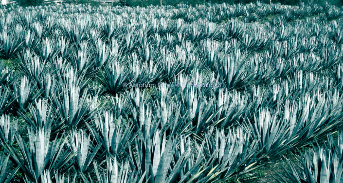 (Blue Mezcal) México Fine Art Collection (campos de agave azul) (Quintana Roo Yucatán Peninsula)