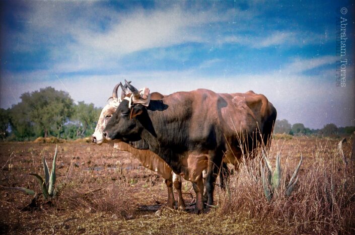 Toros de Tepeaca Puebla México Fine Art Collection (Mexican (Bulls) (35mm) (film)